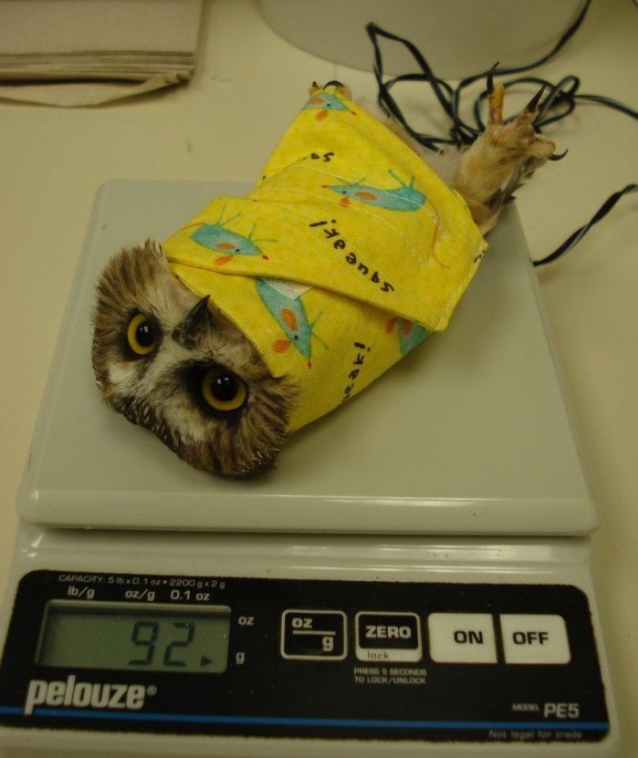 Swaddled Owl